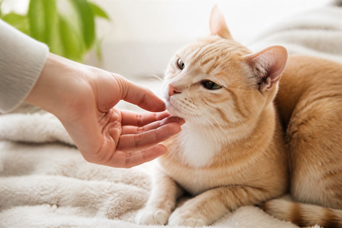 Eine Hand ber&uuml;hrt behutsam eine Katze als Zeichen von Vertrauen und Hilfe